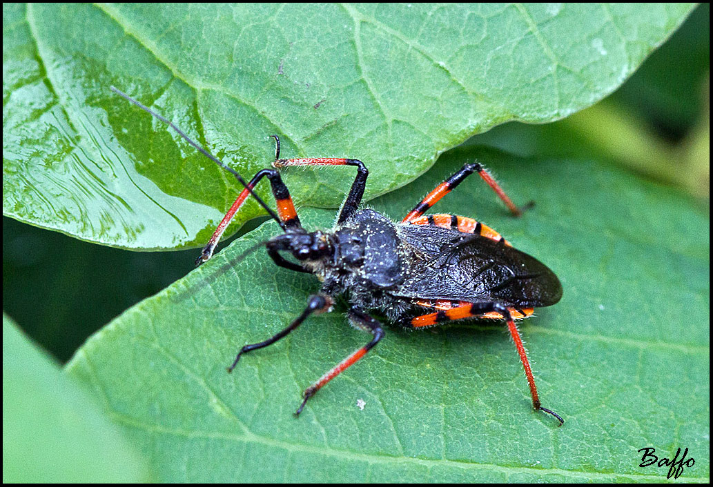 Reduviidae: Rhynocoris annulatus della Venezia Giulia (TS)